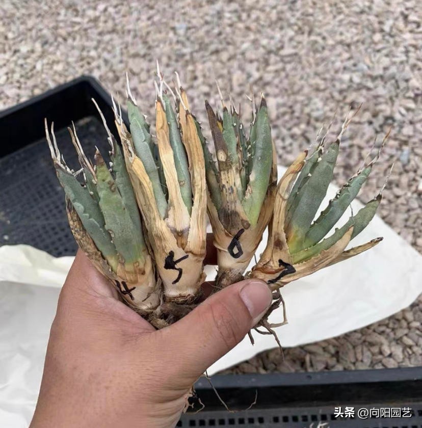 块根多肉有哪些品种,常见的块根多肉有哪些品种