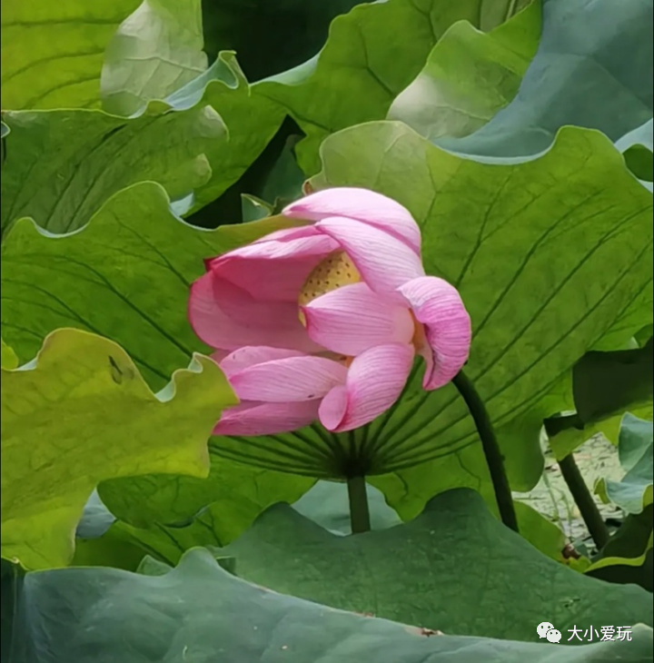 滨河公园带娃玩水,推荐一个好地方滨河公园