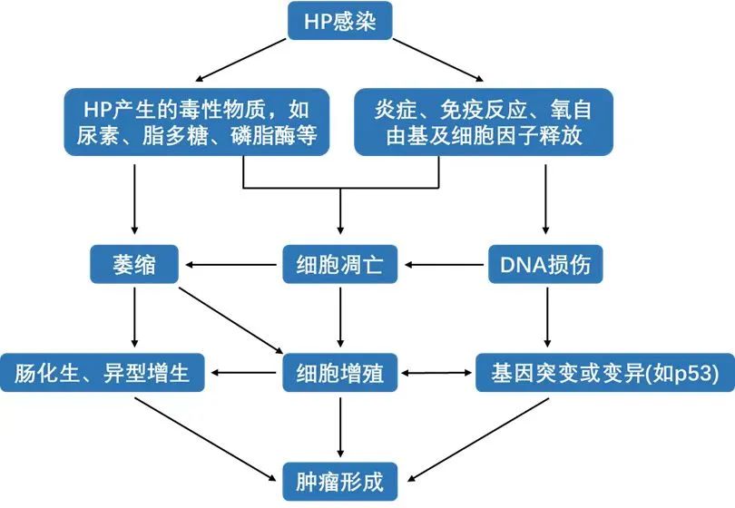 胃镜活检报告怎么分辨严重程度,胃镜活检病理报告一般有几种结论