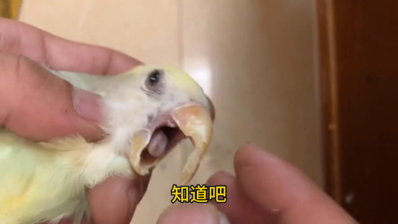 牡丹鹦鹉的喙长了是什么原因,牡丹鹦鹉下喙过长怎么办