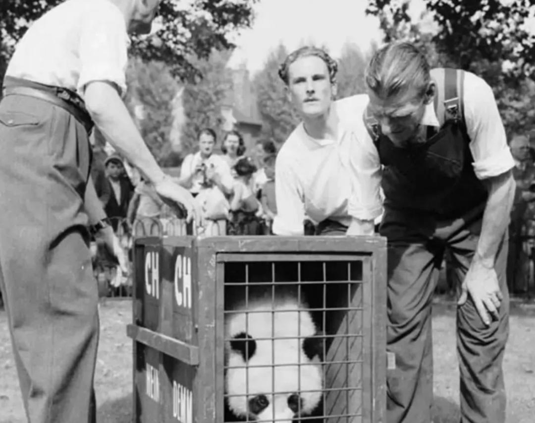 多少人关注丫丫,现在有多少人在关注丫丫