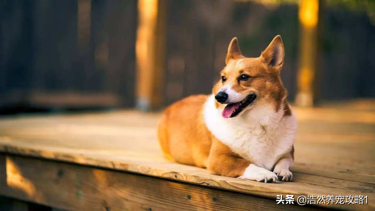 狗狗突然疯狂舔地板呕吐怎么回事,幼犬狗狗爱舔地板怎么办