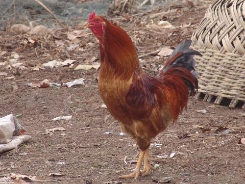 母鸡打鸣为什么会被杀,为什么公鸡打鸣母鸡不打鸣呢