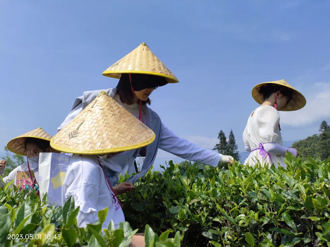 党建引领茶产业发展助力乡村振兴,乡村振兴促进茶产业发展