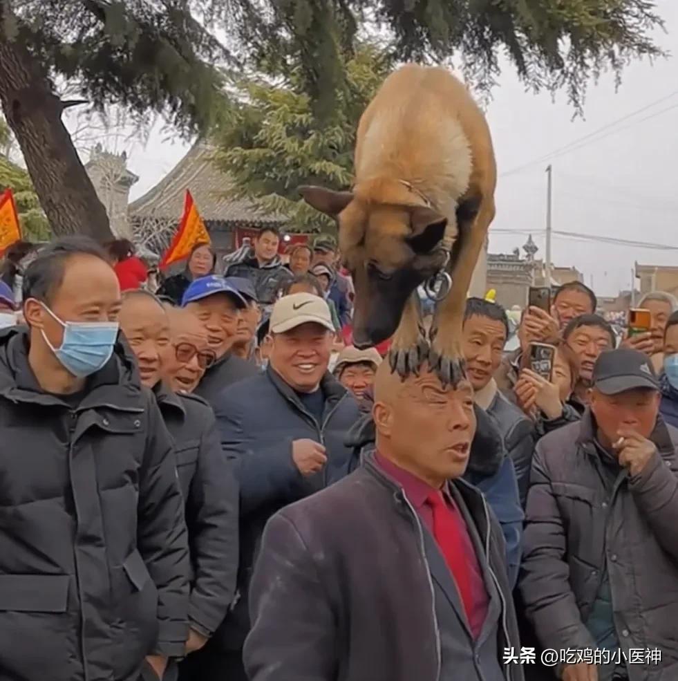 陕西民间绝活，狗踩人头！大爷和马犬的配合太绝了！