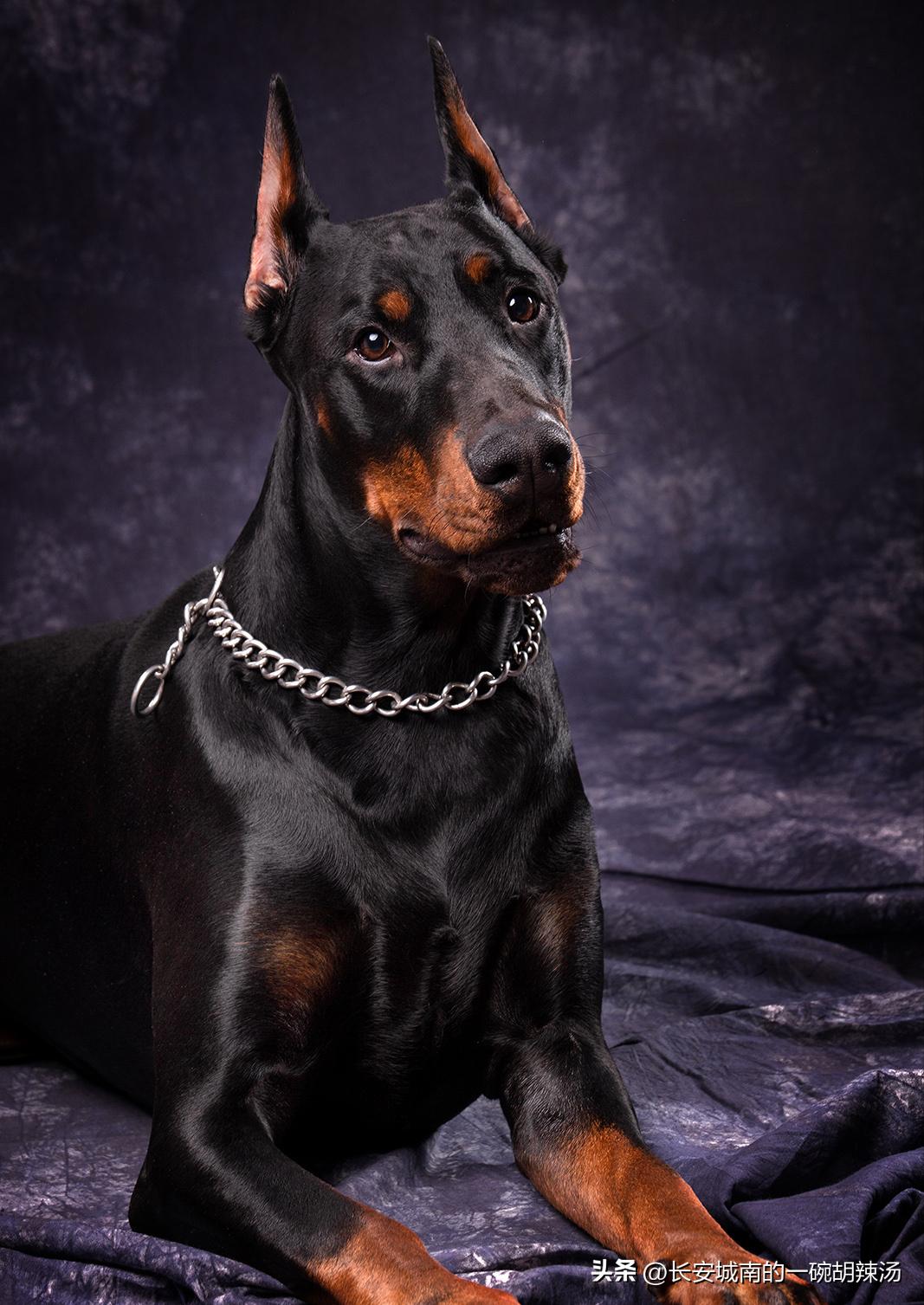 世界名犬排名前100图巴哥犬,世界名犬约克夏价格