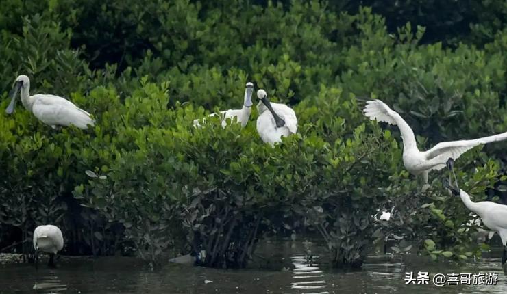 深圳福田区旅游攻略,深圳福田区旅游景点有哪些