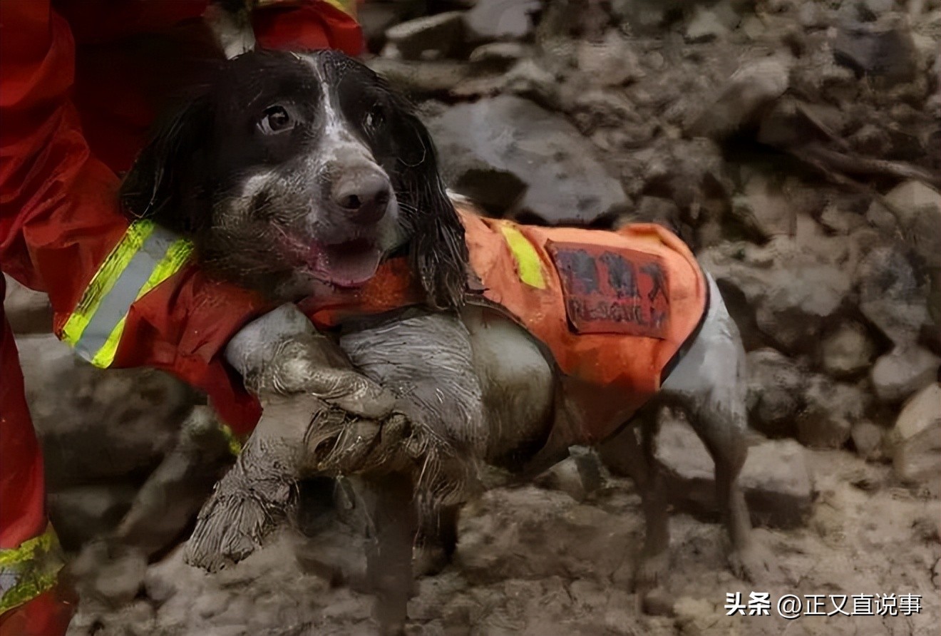 立功警犬被伤,功勋犬拍戏被炸死驯养员哭出血