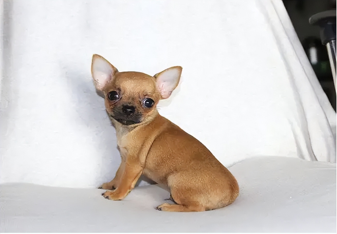 吉娃娃狗狗适合小朋友养吗,养狗狗吉娃娃犬的注意事项