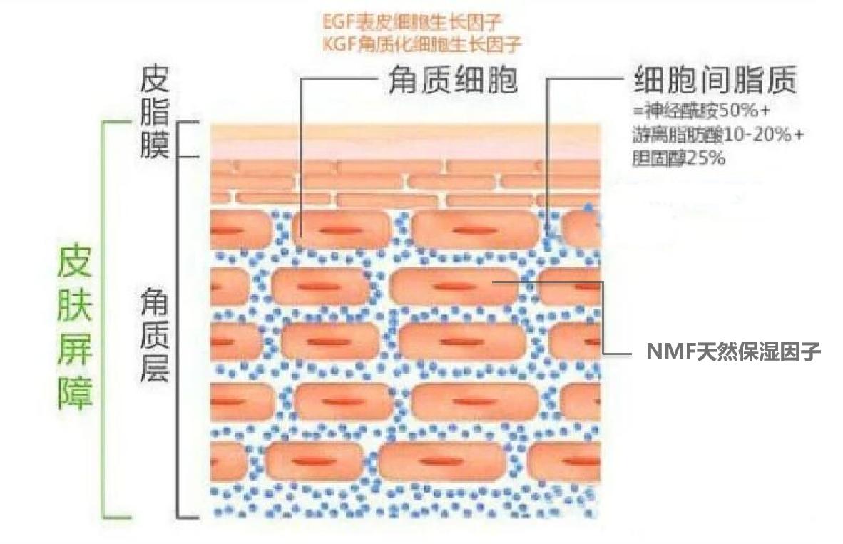 人体皮肤补水真的有用吗,皮肤深层补水最有效的方法