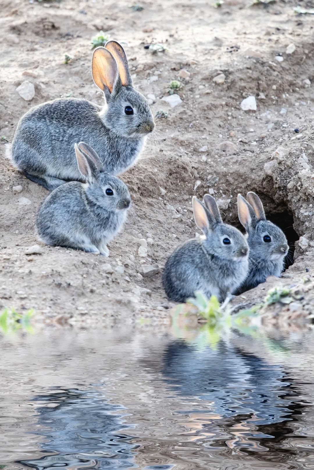 兔年来了,兔年来了怎么样