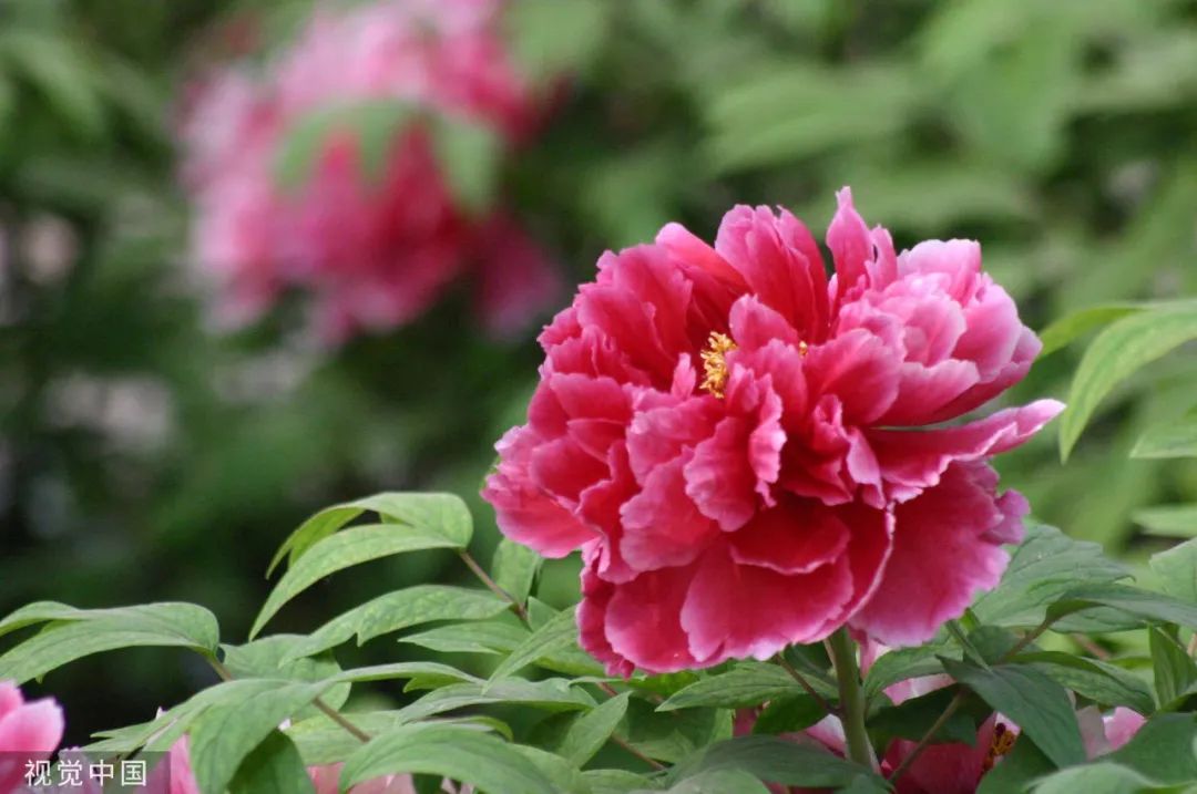 “10大名花”选美,你最支持谁？