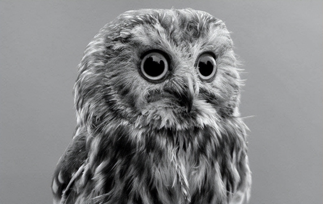 发生在*疆新**的人蝎大战,年轻的知青们危在旦夕,生死关口天降神兵