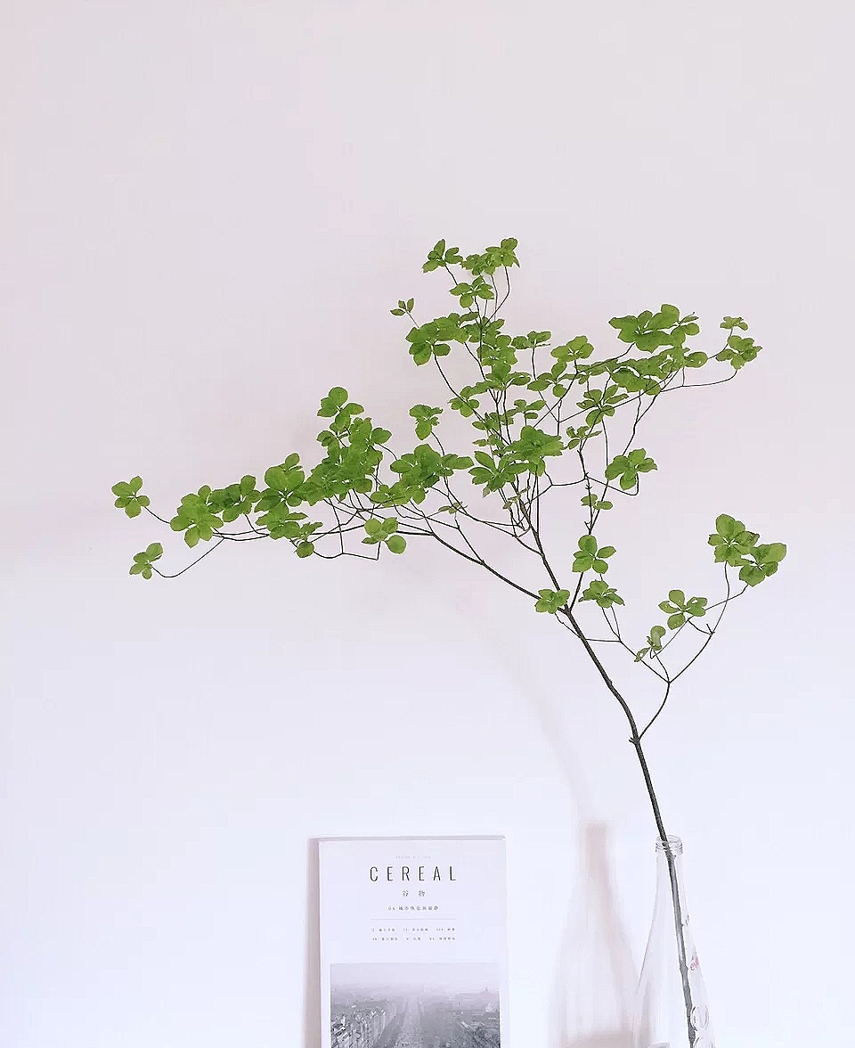 花艺教程花材打理知识,花艺教程常用花材及叶材有哪些