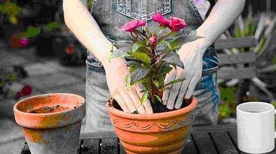 三角梅换盆浇水后隔几天再浇水,花卉换盆缓苗