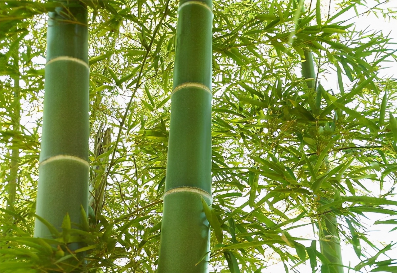 竹子造高铁新应用,中国竹子造高铁