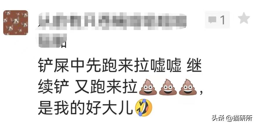 猫咪吃饭的十大怪癖 (猫咪的七大怪癖喵了个咪)