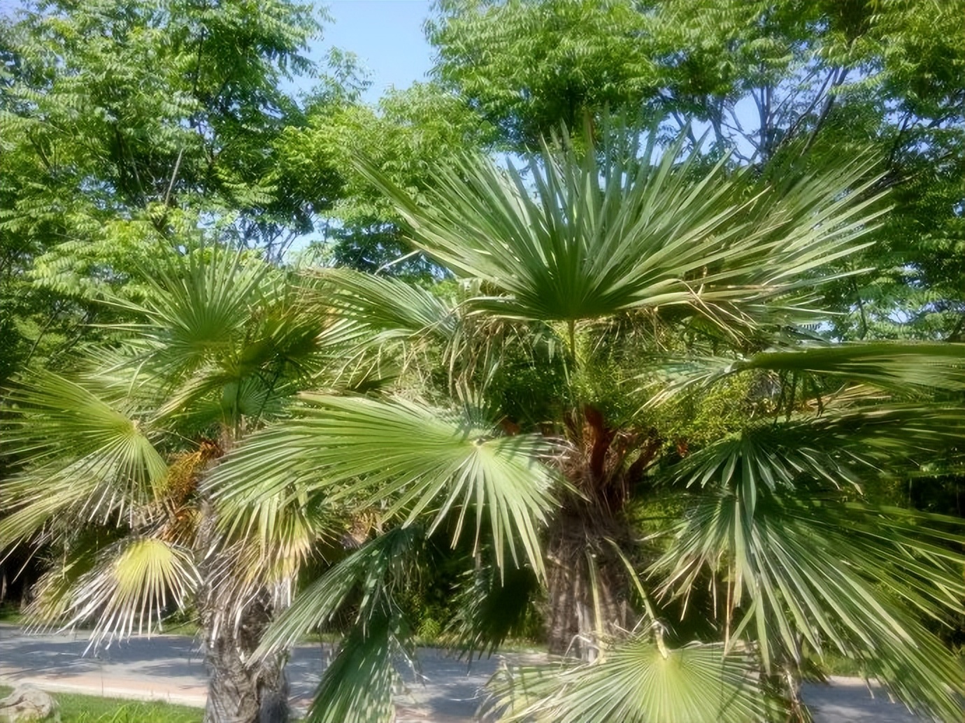 环保棕榈和普通棕榈的差别,品牌棕榈床垫安全环保无甲醛