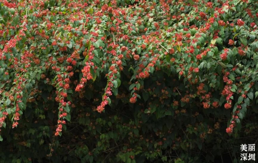 12月深圳赏花公园,11月份深圳哪个公园花好看