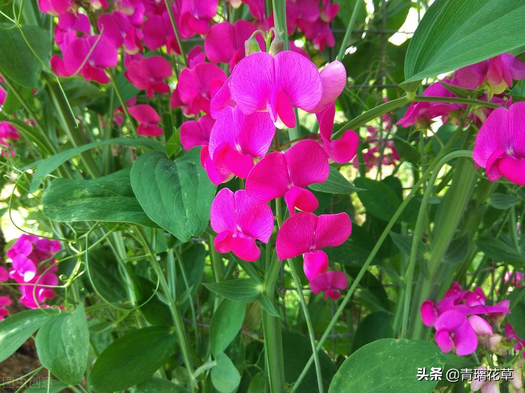 夏天开好多种颜色的小花,夏天里开的最茂盛的花朵有哪些