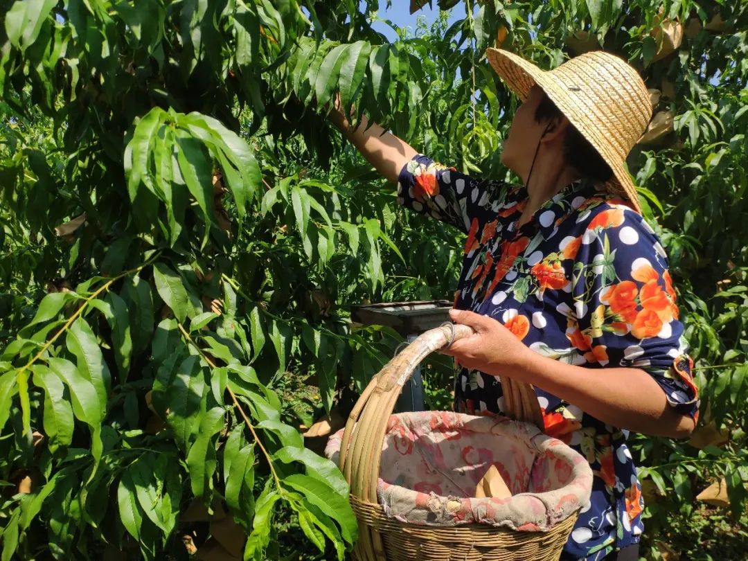 特色果业优质化发展,特色果业新政策