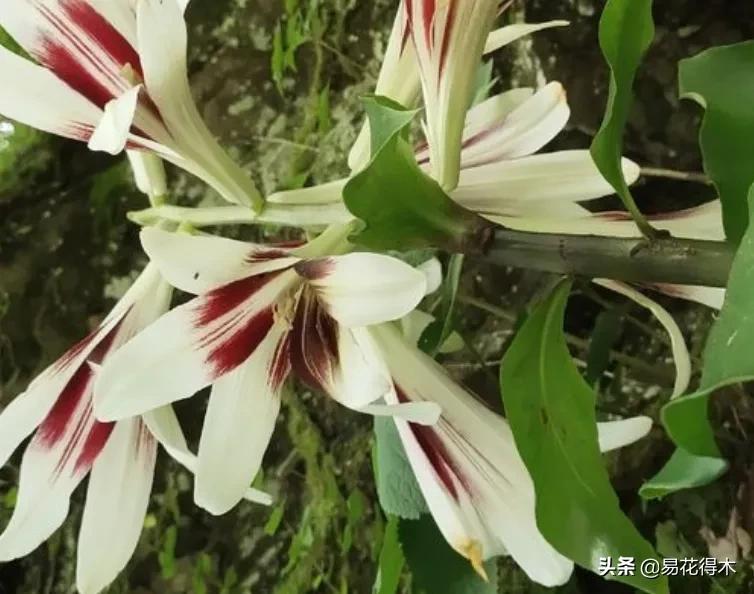 不可思议！高达两米壮观美丽的“百合王子”——大百合