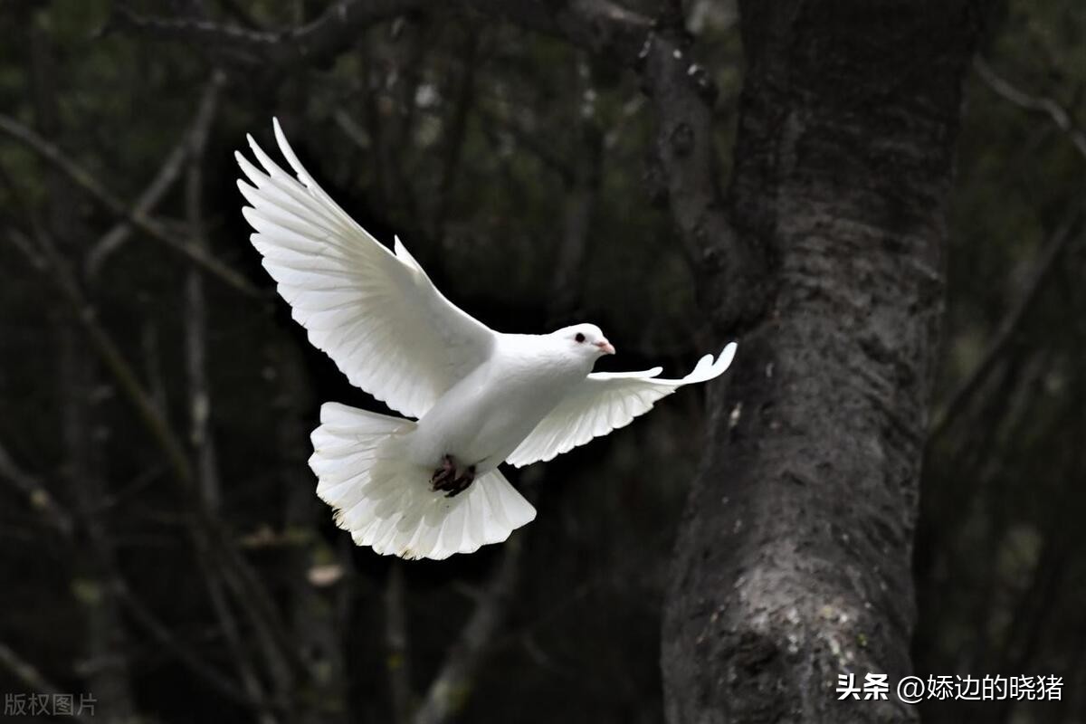 冲突只会种下苦果,对于冲突应采取的解决办法