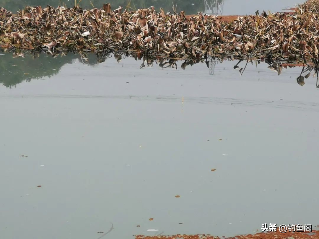 春季钓大板鲫最佳饵料配方,野钓大板鲫的最佳饵料配方