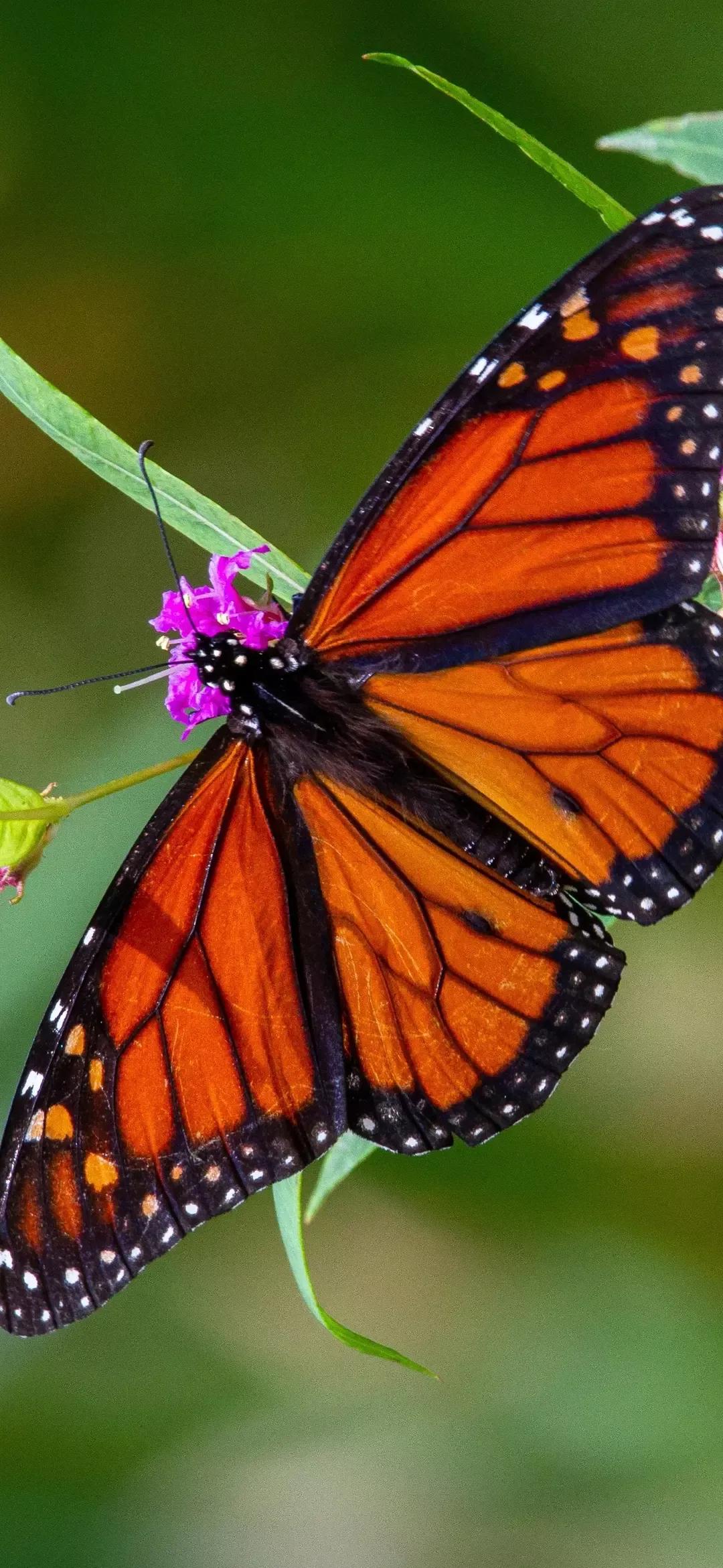 歼20高清壁纸4k全屏无水印,精选壁纸高清无水印高级感