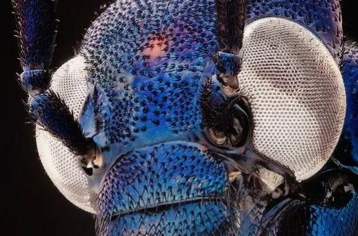 显微镜下的十大生物,显微镜下看到的各种不同样的生物