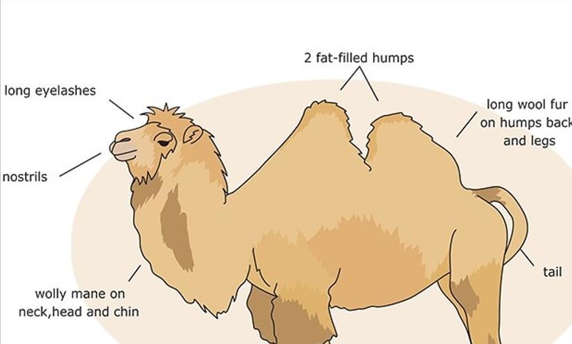 生存战争骆驼和驴,生存竞争