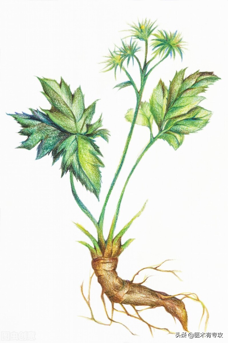 每天一味中药视频,每天一片黄连