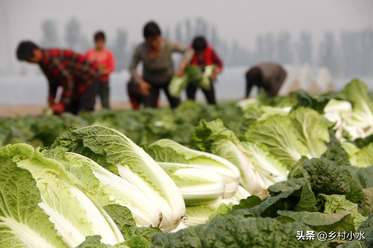 白菜出苗后需要打什么药,白菜刚种完太旱咋办