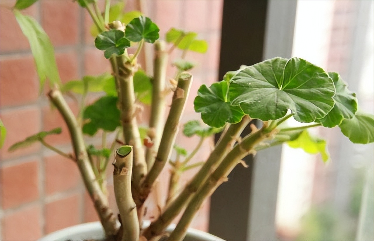 驱蚊虫重瓣大花天竺葵盆栽,天竺葵驱蚊虫吗