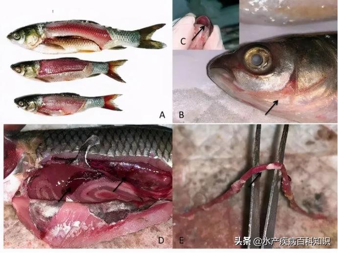 草鱼掉鳞引起死亡,池塘草鱼每天死亡什么原因