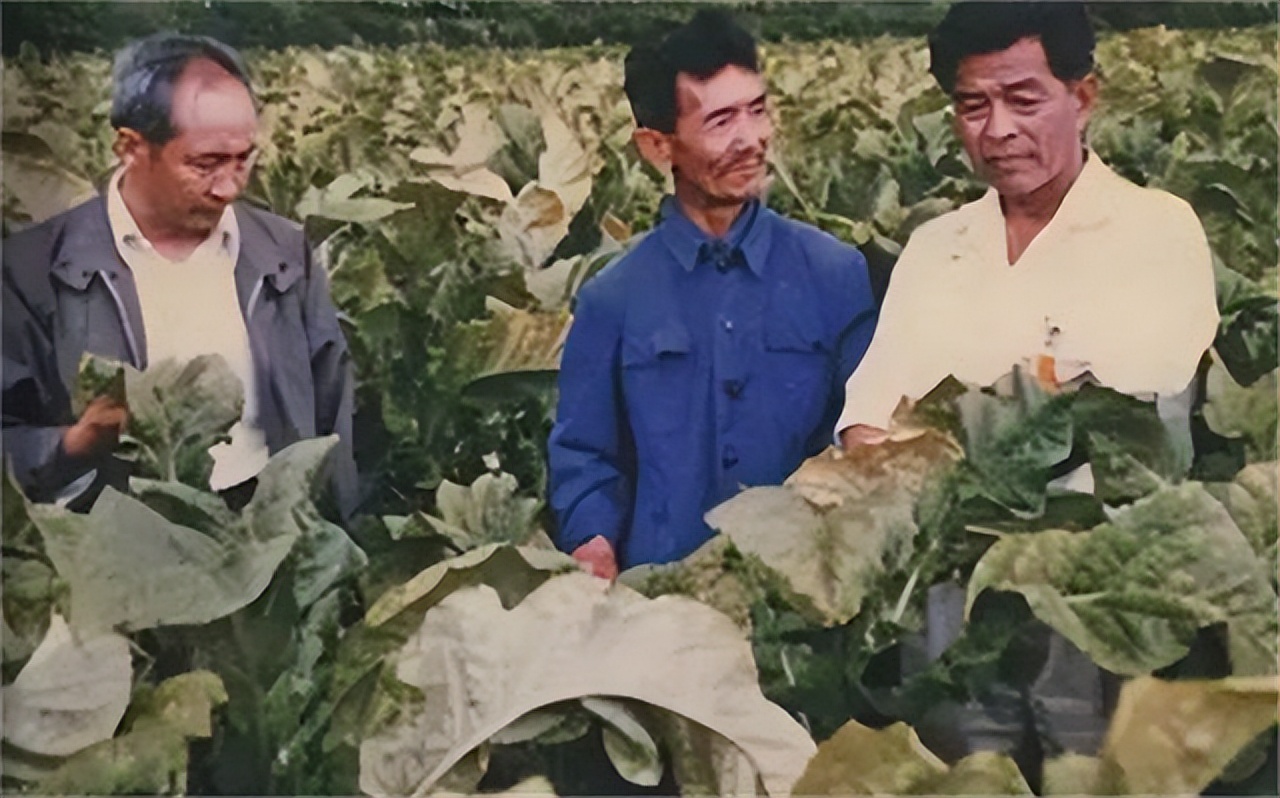 褚时健褐色红塔山多少钱一包,红塔山新品香烟褚氏经典