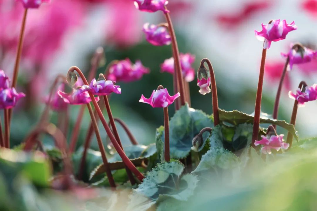 娉曞浗鑾幈灏斾粰瀹㈡潵鍝佺,鑾幈灏斾粰瀹㈡潵