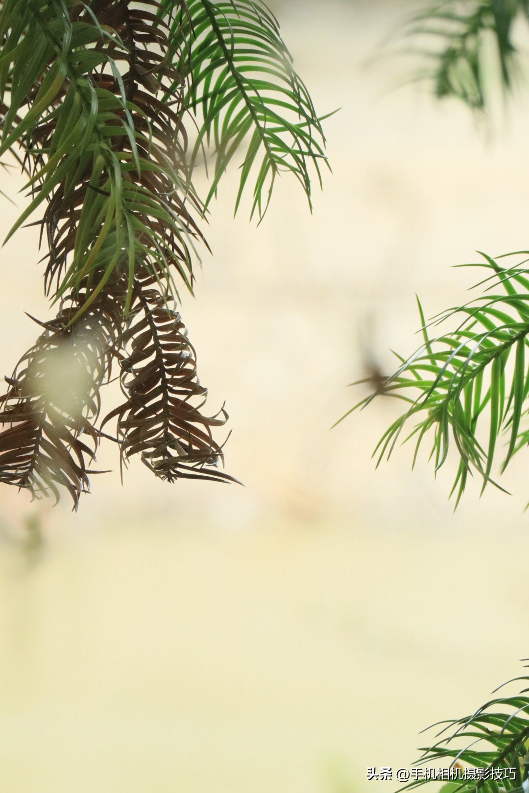 拍照用什么拍摄技巧比较好,拍照时怎么用光影和色彩