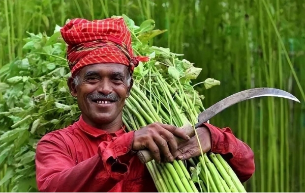 我国早就淘汰，在南亚却养活近千万人，本地人：这是“黄金纤维”