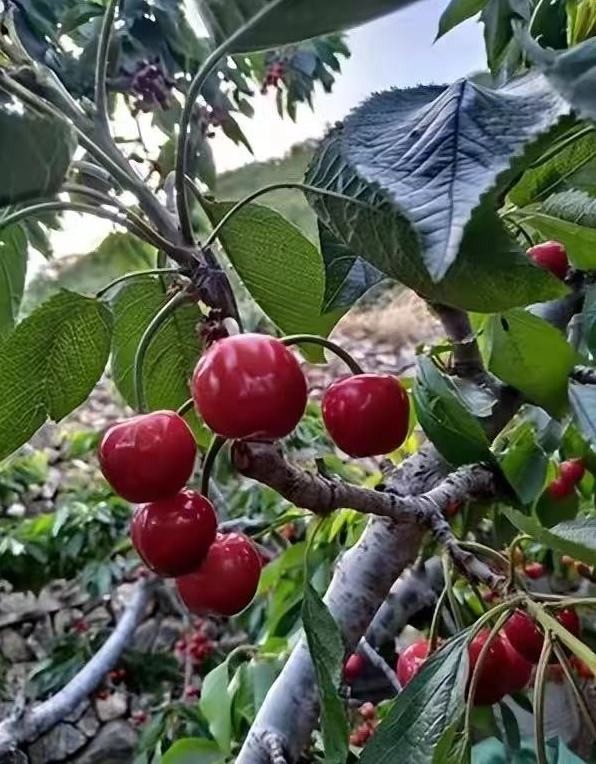 自制樱桃罐头,樱桃罐头最正宗的家庭做法