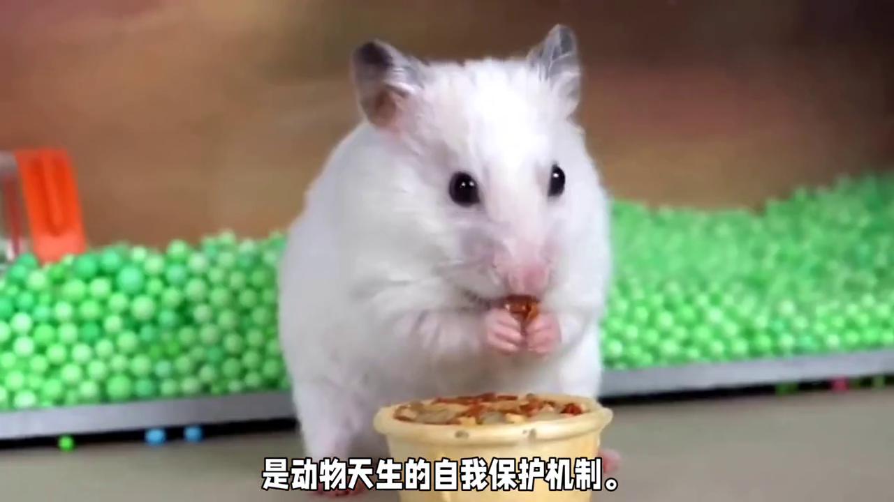 母仓鼠害怕公仓鼠,仓鼠害怕的表现有哪些