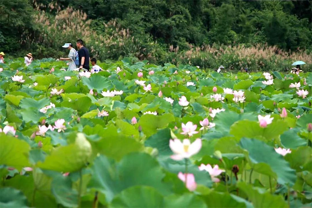 广州从化赏荷花胜地,从化草埔荷花