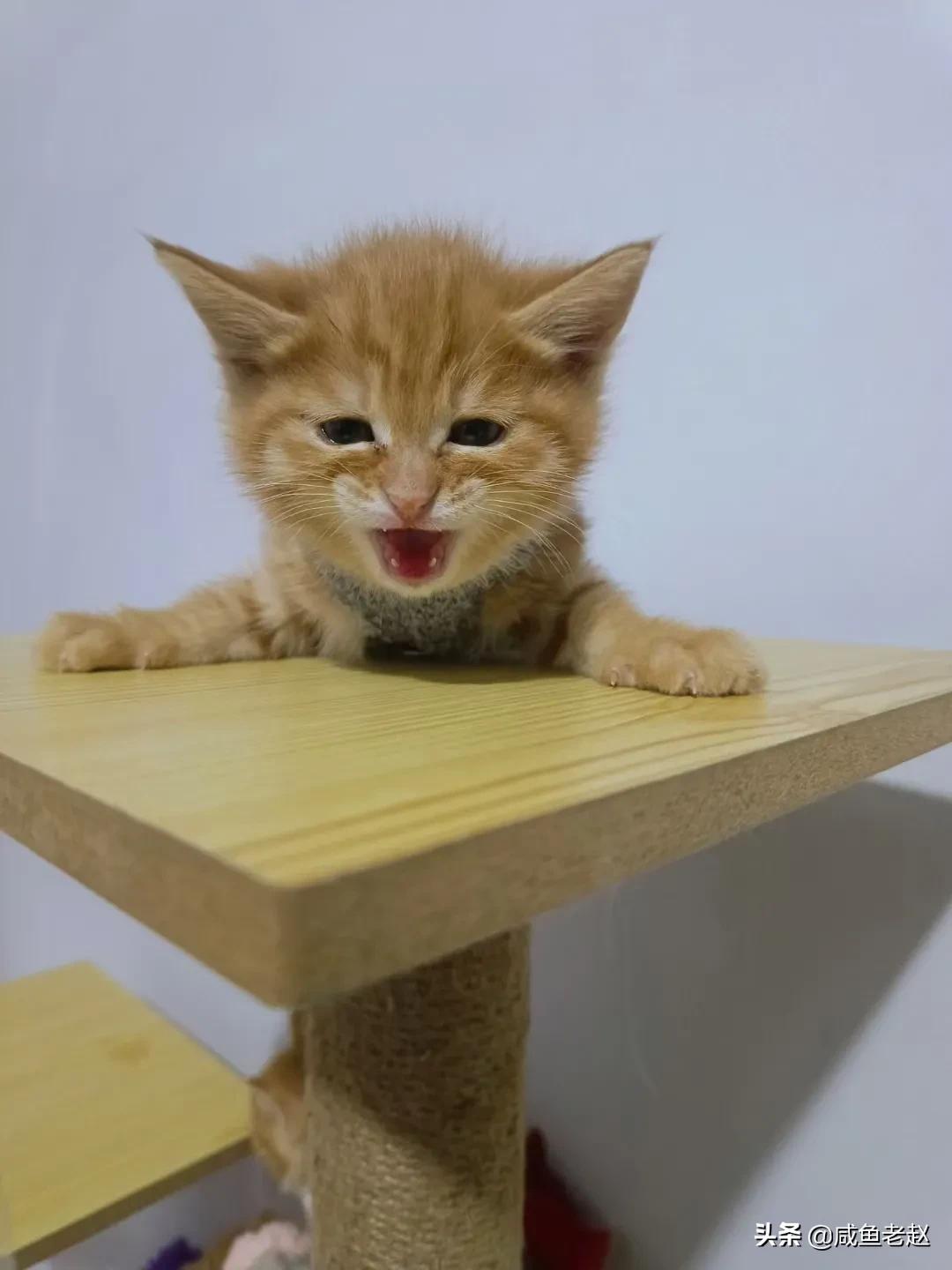 猫咪来我家了,猫咪来家里活泼