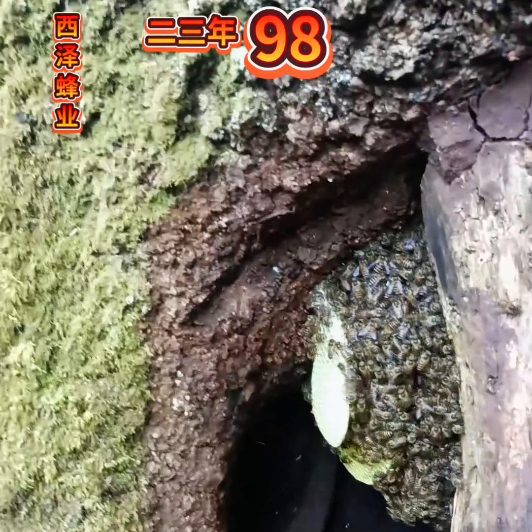 中蜂户外诱蜂,活蜂诱蜂的正确方法