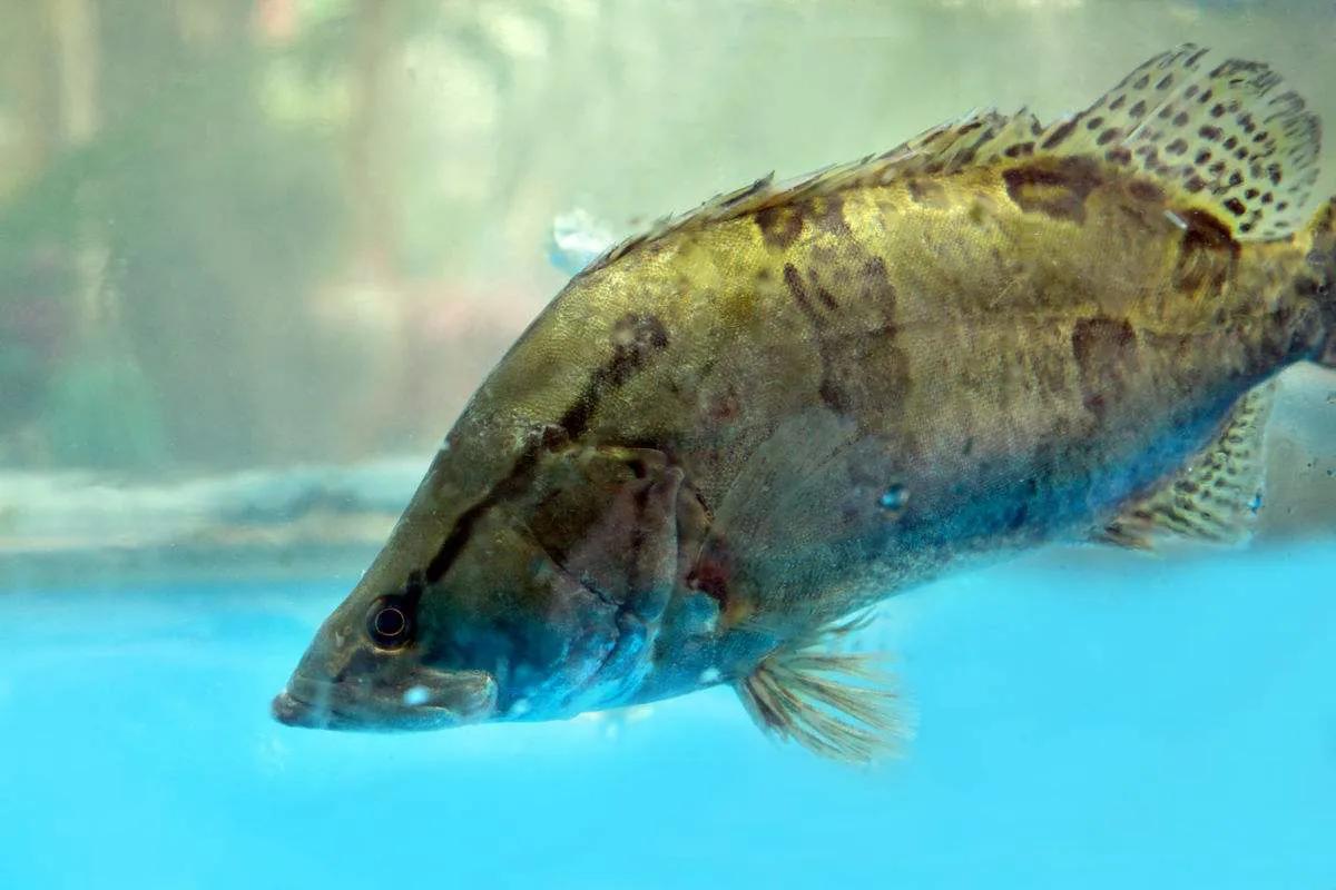 中国常见的淡水鱼全部图片,史上最全的淡水鱼图集