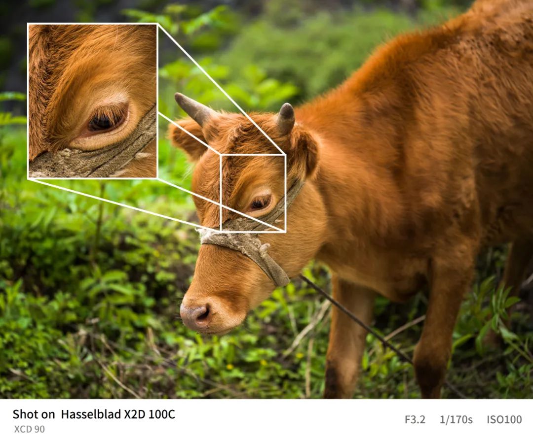 哈苏x2d-100c的三款镜头价格,哈苏x2d100c能不能用佳能ef镜头