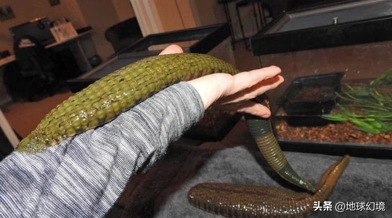 21张罕见动物照：凶狠浣熊攻击鳄鱼，巨大水蛭缠腰一圈