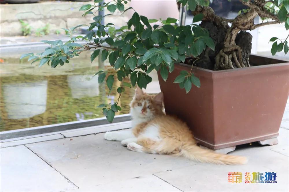 北京故宫的猫为什么叫御猫,故宫最萌的猫是什么猫