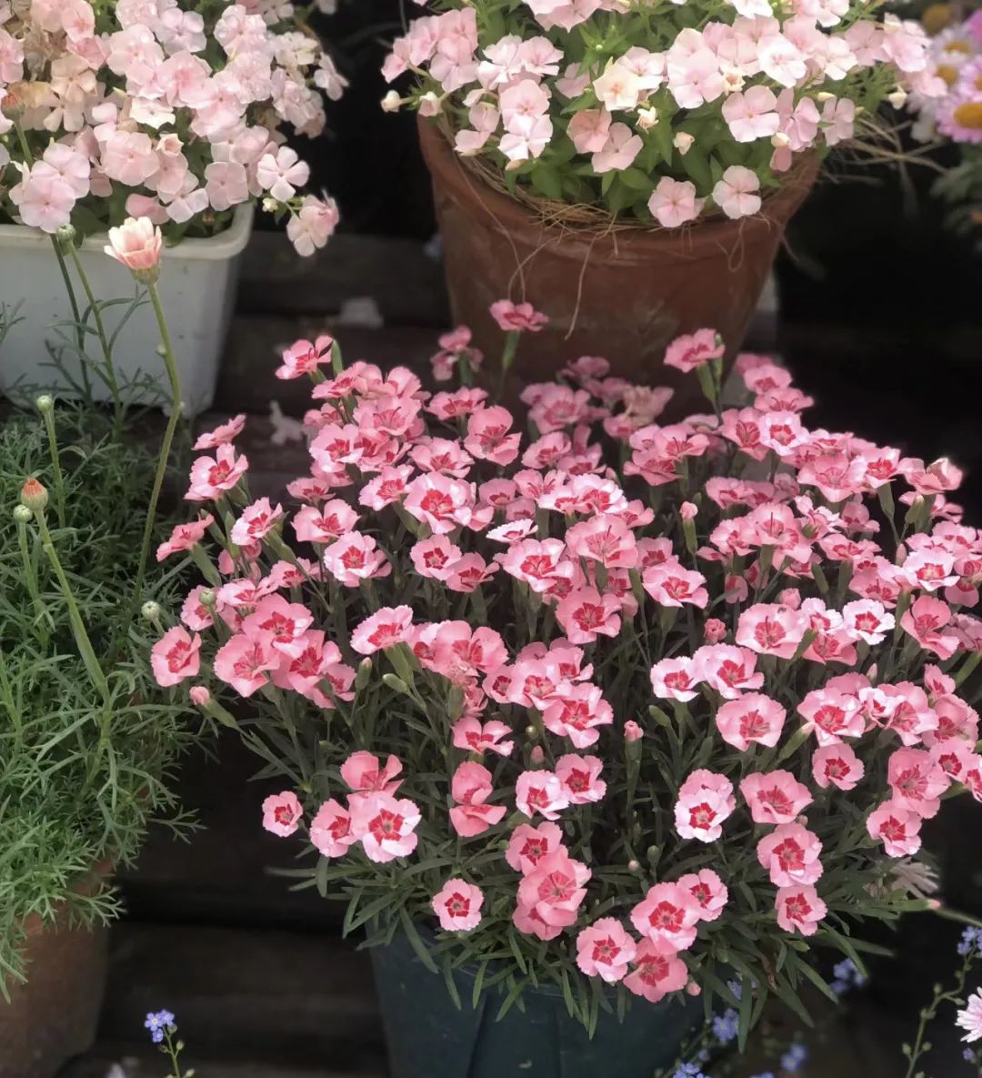 什么花好养又净化空气还漂亮,什么花好看好养抗冻还净化空气