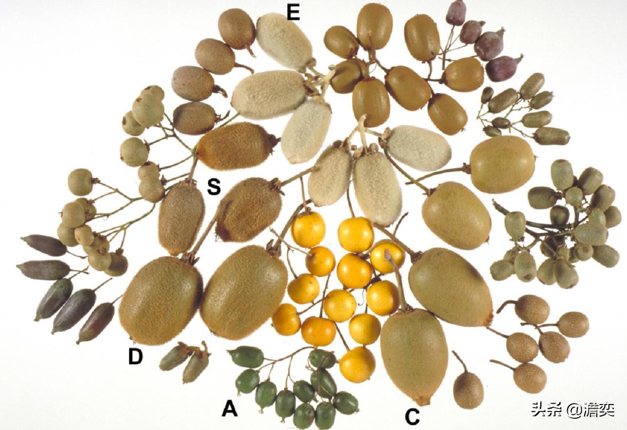 猕猴桃新西兰奇异果,奇异果新西兰猕猴桃